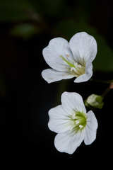 Cardamine jejuna