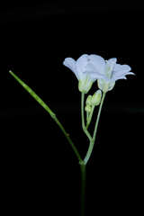Cardamine jejuna