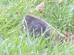 Thomomys bulbivorus