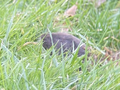 Thomomys bulbivorus