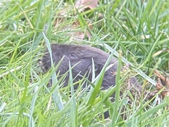 Thomomys bulbivorus