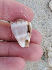 Conus mus