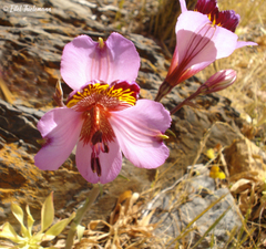 Alstroemeria magnifica