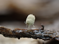Arcyria riparia