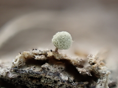 Arcyria riparia