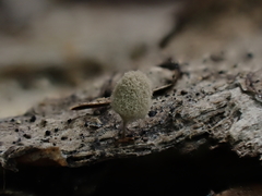 Arcyria riparia