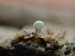 Arcyria riparia