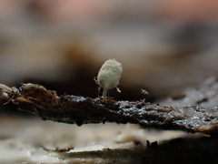 Arcyria riparia