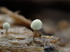 Arcyria riparia