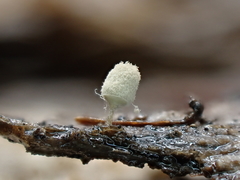 Arcyria riparia