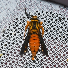 Paranthrene simulans