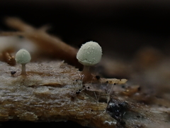 Arcyria riparia