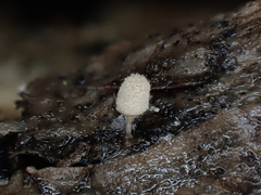 Arcyria riparia