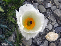 Argemone hunnemannii