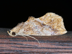 Plusiodonta arctipennis