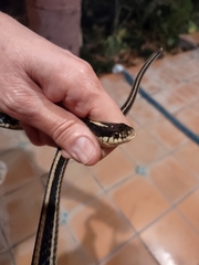 Thamnophis sirtalis annectens