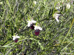 Teucrium nudicaule