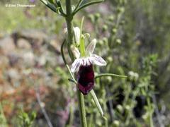 Teucrium nudicaule