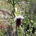 Teucrium nudicaule - Photo (c) Eitel Carlos Thielemann Pinto, some rights reserved (CC BY-NC), uploaded by Eitel Carlos Thielemann Pinto