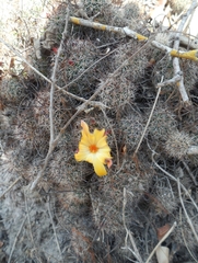 Mammillaria beneckei