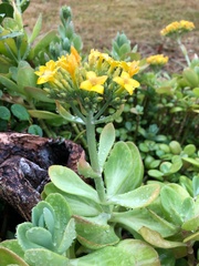 Kalanchoe garambiensis