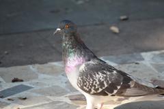 Columba livia