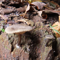 Hygrophorineae