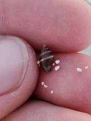Mitridae