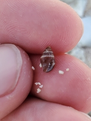 Mitridae