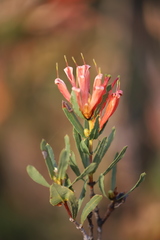 Lambertia multiflora multiflora