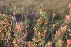 Lambertia multiflora multiflora