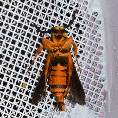 Paranthrene simulans