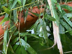 Zhangixalus taipeianus