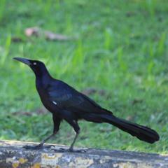 Quiscalus mexicanus