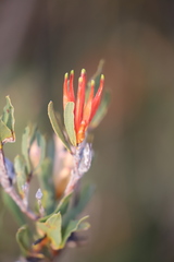 Lambertia multiflora multiflora