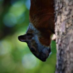 Sciurus aureogaster