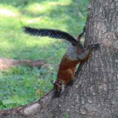 Sciurus aureogaster