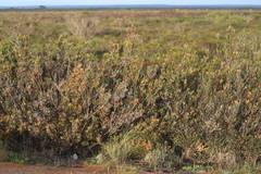 Lambertia multiflora multiflora