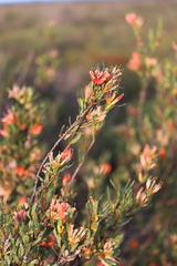 Lambertia multiflora multiflora