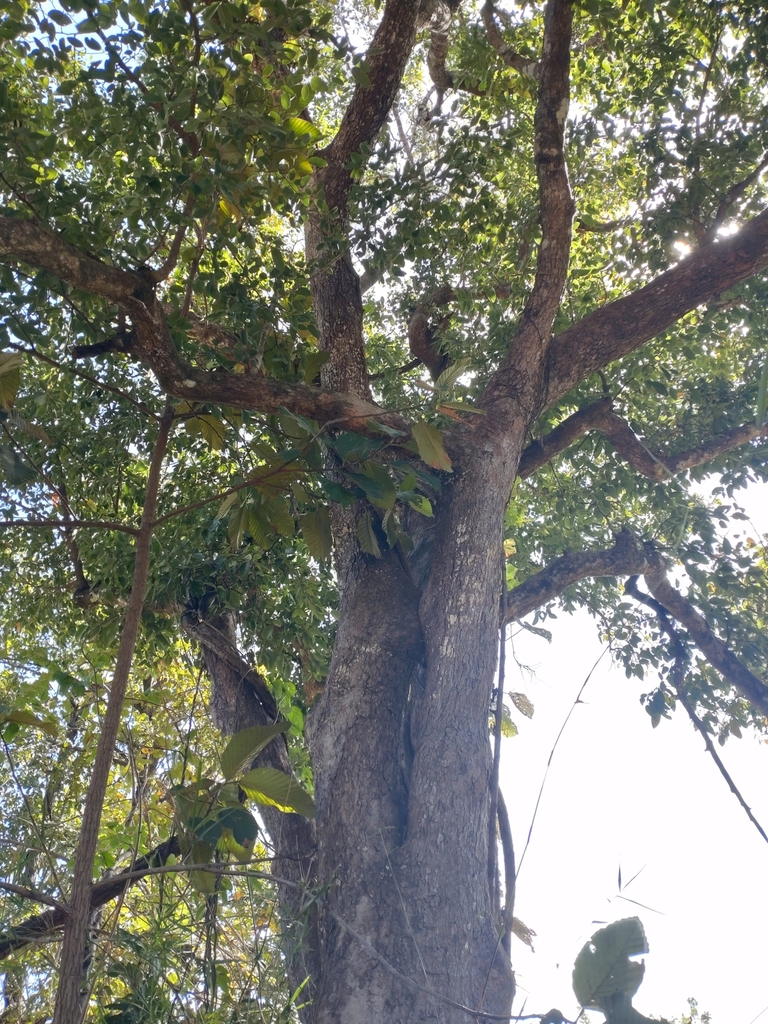 Irvingia malayana