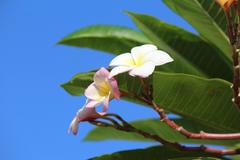 Plumeria rubra