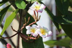 Plumeria rubra