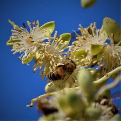 Apis mellifera