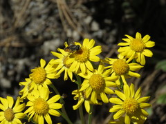 Eristalis bellardii