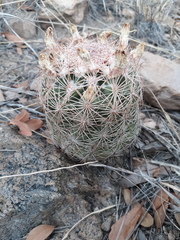 Echinomastus intertextus intertextus