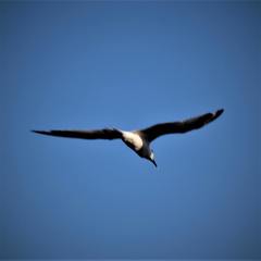 Thalasseus sandvicensis