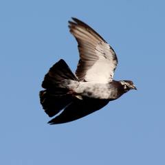Columba livia