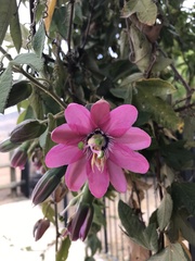 Passiflora × rosea