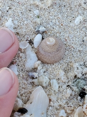 Chilodontaidae