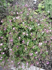 Geranium robertianum